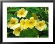 Tropaeolum Majus Moonlight (Nasturtium) by Chris Burrows Limited Edition Print