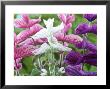 Salvia Viridis Art Shades by Chris Burrows Limited Edition Print