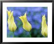 Lily Flowered Tulip by Michael Davis Limited Edition Print