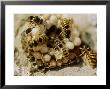 Common Wasp (Vespula Vulgaris) Attending Grubs In Nest by Michael Diggin Limited Edition Pricing Art Print