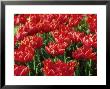 Tulipa Oranje Nassau (Double Early Group) Spring by Ron Evans Limited Edition Print