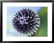 Echinops Ritro Veitchs Blue (Globe Thistle) by Ron Evans Limited Edition Print