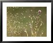 Cirsium Arvense (Creeping Thistle) by Bjorn Forsberg Limited Edition Print