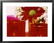 Single Red Crysanthemum In Glass Vase Surrounded By Ornamental Tea Lights by James Guilliam Limited Edition Print