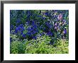 Summer Partners, Anchusa & Spiraea Japonica Hole Park by Sunniva Harte Limited Edition Print