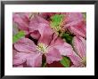 Clematis Comtesse De Bouchaud by Sunniva Harte Limited Edition Print