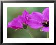 Geranium Cinereum Subsp Subcaulescens (Cranes Bill) by Hemant Jariwala Limited Edition Pricing Art Print