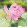 Lotus Bloom by Sara Deluca Limited Edition Print