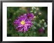 Aster Novae Angliae Purple Dome by Lynn Keddie Limited Edition Print