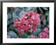 Sedum Cauticola Lidakense, Close-Up Of Red Flower Head by Lynn Keddie Limited Edition Pricing Art Print