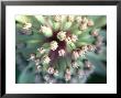 Astrantia Major, Close-Up Of Pink Flower Head Summer by Lynn Keddie Limited Edition Pricing Art Print