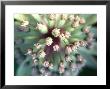 Astrantia Major, Close-Up Of Pink Flower Head Summer by Lynn Keddie Limited Edition Print