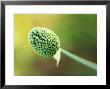 Allium Sphaerocephalon, Bulb, Close-Up Of Green Bud Summer by Lynn Keddie Limited Edition Print