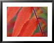 Rhus Typhina October by Steven Knights Limited Edition Print