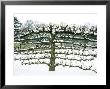 Espalier Apple With Snow Espalier Malus by Michele Lamontagne Limited Edition Print