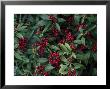 Skimmia Japonica Reevesiana Winter Berries by Michele Lamontagne Limited Edition Print