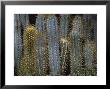 Cereus Azureus Group Of Plants by Michele Lamontagne Limited Edition Print