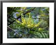 Mahonia X Media Charity (Oregan Grape), December by Susie Mccaffrey Limited Edition Pricing Art Print