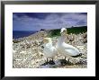 Australian Gannet, Pair, New Zealand by Tobias Bernhard Limited Edition Print