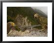 Kea At Rest Area, New Zealand by Tobias Bernhard Limited Edition Print