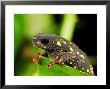 Montevideo Redbelly Toad, Found In Uruguay And Brazil by Emanuele Biggi Limited Edition Print