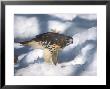 Red-Tailed Hawk In Snow With Prey, Michigan by David Boag Limited Edition Print