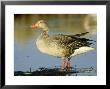 Greylag Goose, Male, Hornborga, Sweden by Werner Bollmann Limited Edition Print