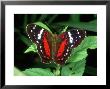 Butterfly, Ecuador by Terry Button Limited Edition Pricing Art Print