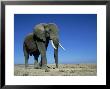 African Elephant, Bull, Kenya by Martyn Colbeck Limited Edition Pricing Art Print
