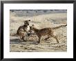 Mountain Lion, Cubs Playing Together, Rocky Mountains by Daniel Cox Limited Edition Print