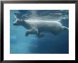 Polar Bear, Swimming, California, Usa by Daniel Cox Limited Edition Print