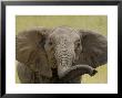 African Elephant, Portrait Of Young Elephant, Kenya, Africa by Daniel Cox Limited Edition Pricing Art Print