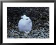 Arctic Hare, Churchill by Kenneth Day Limited Edition Print