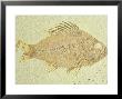 Fish-Priscacara Species, Eocene, Green Rive Formation, Wyoming by David M. Dennis Limited Edition Pricing Art Print
