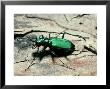 Tiger Beetle, Cicindela Species, S.C. France Marion National Forest by David M. Dennis Limited Edition Print