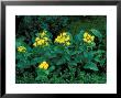 Yellow Flowers by David M. Dennis Limited Edition Pricing Art Print