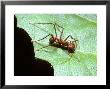 Leaf-Cutting Antatta Cephalotes by David M. Dennis Limited Edition Print