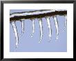 Ice On Branch, Ohio by David M. Dennis Limited Edition Print