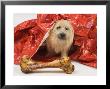 Adult Cairn Terrier Enjoying Christmas by David M. Dennis Limited Edition Print
