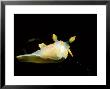 Four-Lined Polycera, Nudibranch, Vevang, Norway by Fredrik Ehrenstrom Limited Edition Print