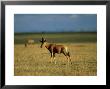 Topi, Standing, Kenya by Berndt Fischer Limited Edition Pricing Art Print