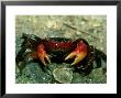 Red Claw Crab, Cardisoma Carnifex by Berndt Fischer Limited Edition Pricing Art Print