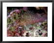 Pixy Hawkfish, Mabul Island, Malaysia by David B. Fleetham Limited Edition Print