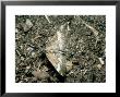 The Rivulet, Imago, Proteus Square, Nottinghamshire, Uk by David Fox Limited Edition Pricing Art Print