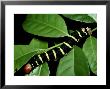 Hawk Moth, Larva, Central America by Michael Fogden Limited Edition Print