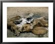Warthogs, Group By Campfire, South Africa by Patricio Robles Gil Limited Edition Print