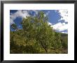 Old Downy Birch At Upper Edge Of Forest, Cairngorms, Scotland by Bob Gibbons Limited Edition Print