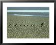 Eider, Somateria Mollissima, Uk by Mark Hamblin Limited Edition Print