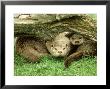 European Otter, Lutra Lutra Male & Cub Under Log On Bank by Mark Hamblin Limited Edition Print