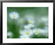 Daisy, Bellis Perennis In Flower, Soft Focus Scotland, Uk by Mark Hamblin Limited Edition Print